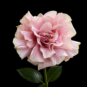 Роза Pink Mondial розовая (1 шт.)