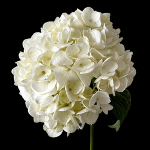 Гортензия белая (1 шт.)