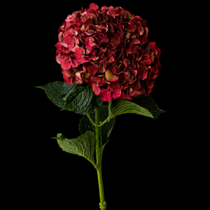 Гортензия бордовая (1 шт.)