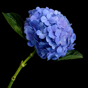 Гортензия голубая (1 шт.)